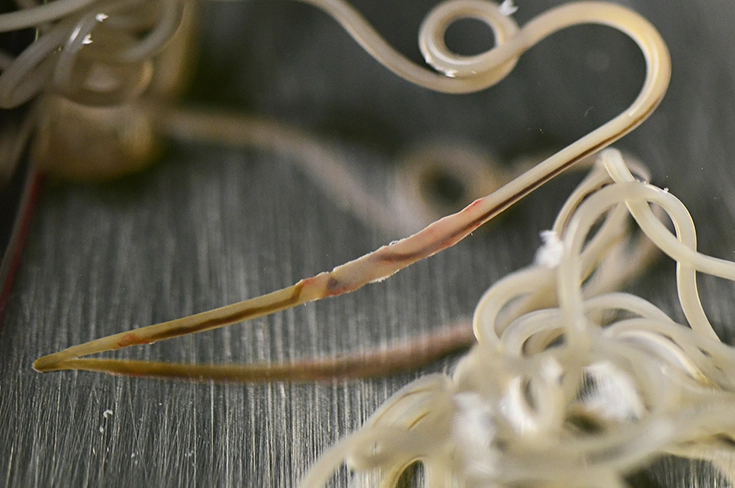 Дирофиляриоз — неприятный сюрприз после отпуска